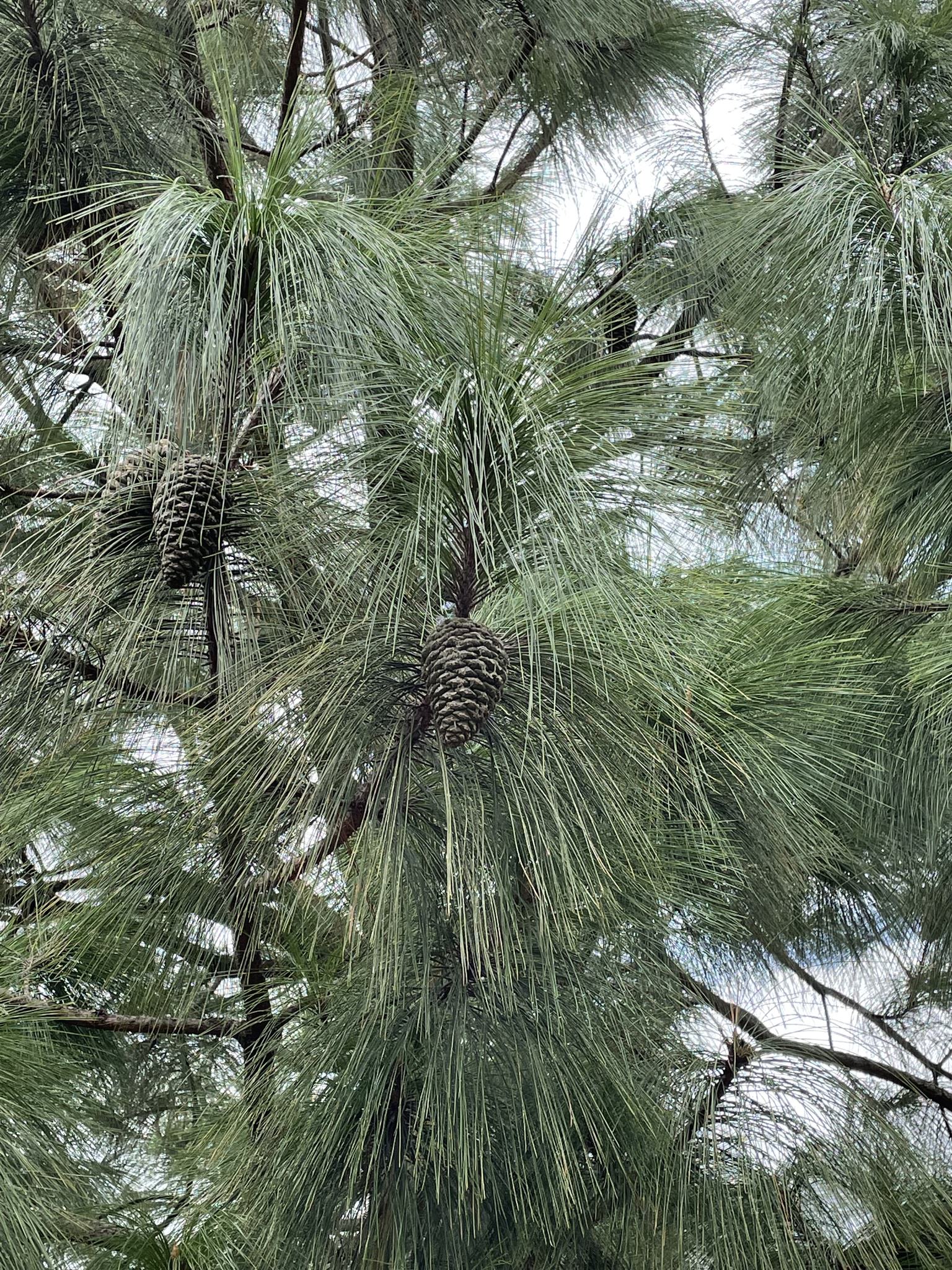 Pinus pseudostrobus